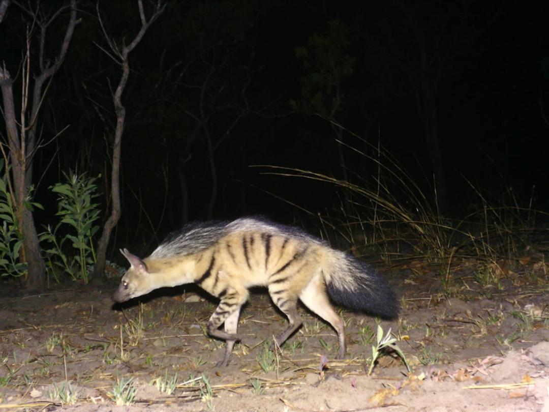گربه وحشی نادر (African Civet) با خطوط تیره روی بدن در شب