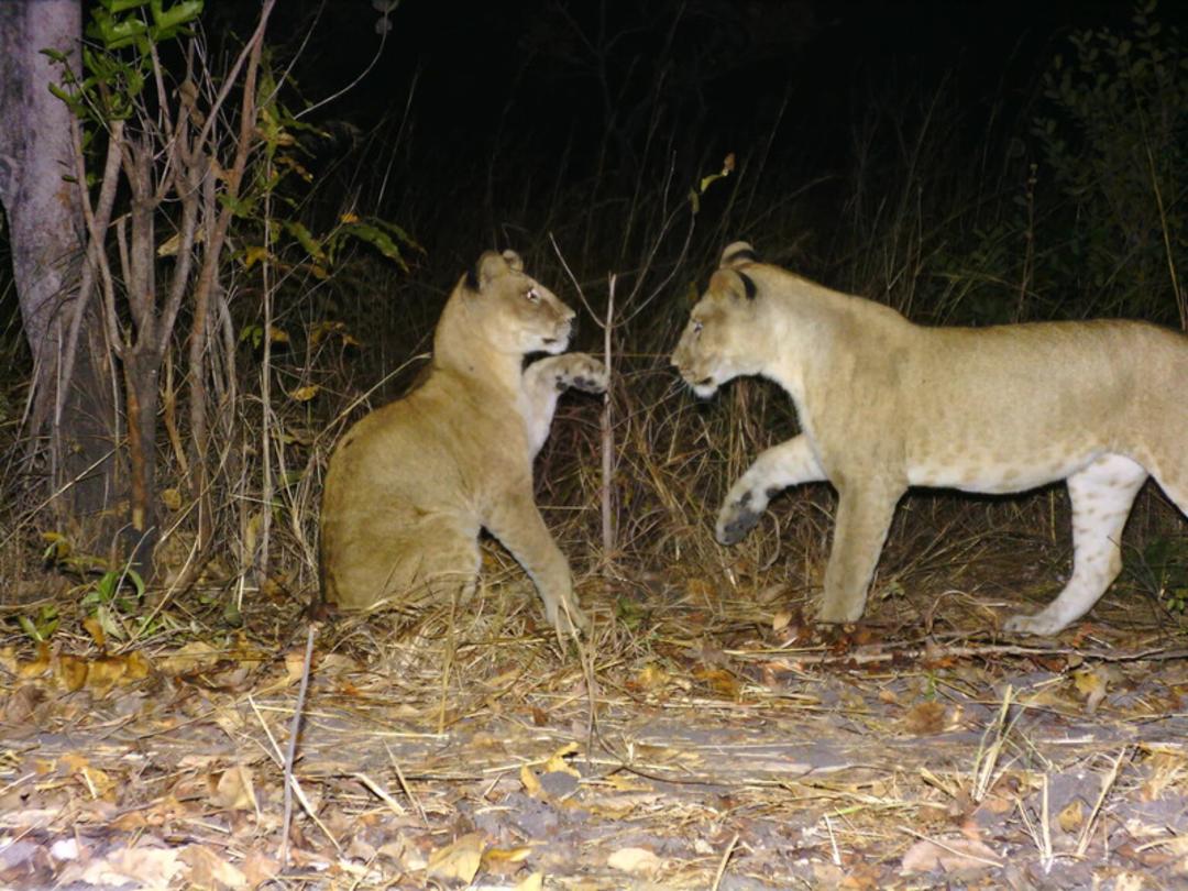 گربه وحشی نادر (Wild Cat) در میان پوشش گیاهی تانزانیا