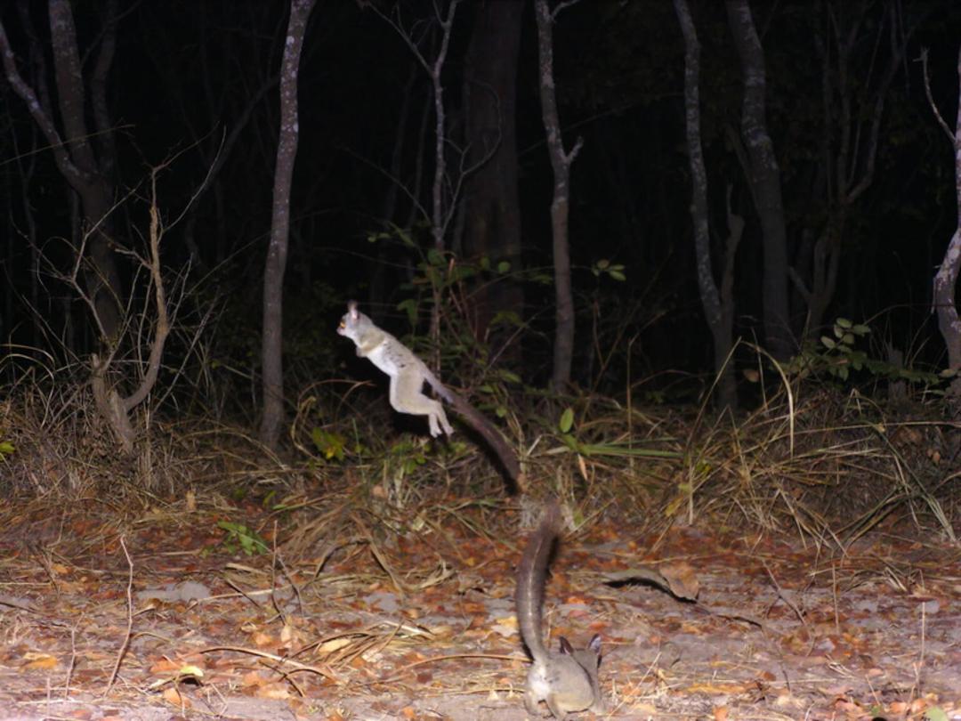 گربه وحشی نادر (Wild Cat) در حال پریدن در جنگل تانزانیا