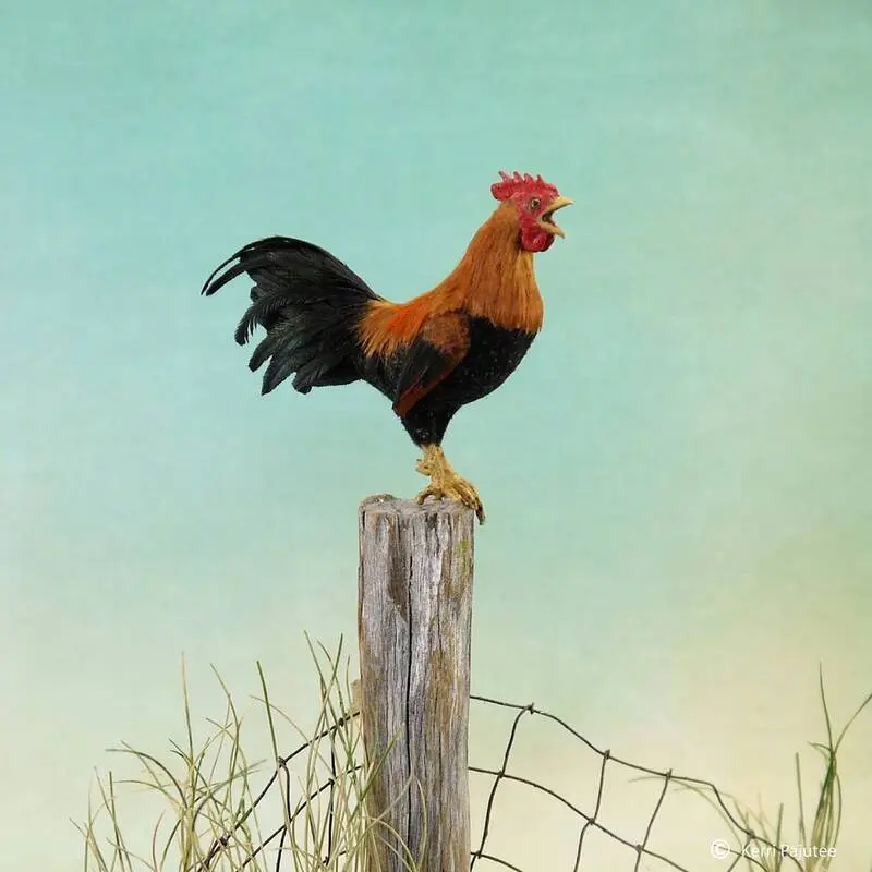 مجسمه خروس (Rooster) با پرهای رنگی روی یک ستون چوبی