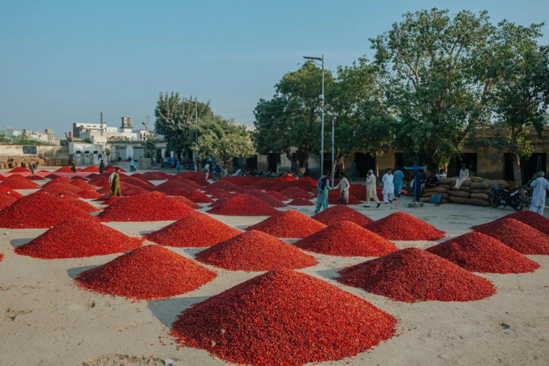تپه‌های فلفل قرمز در محوطه باز زیر نور خورشید