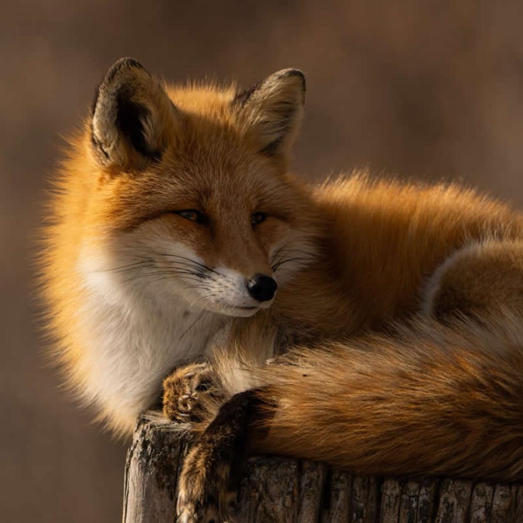 روباه قرمز (Red Fox) در حال استراحت روی یک کنده درخت