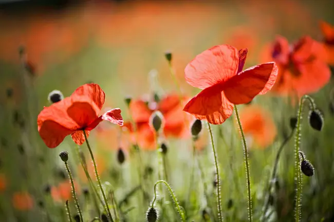 گل‌های لاله قرمز (Poppy) با گلبرگ‌های ظریف در یک دشت سبز