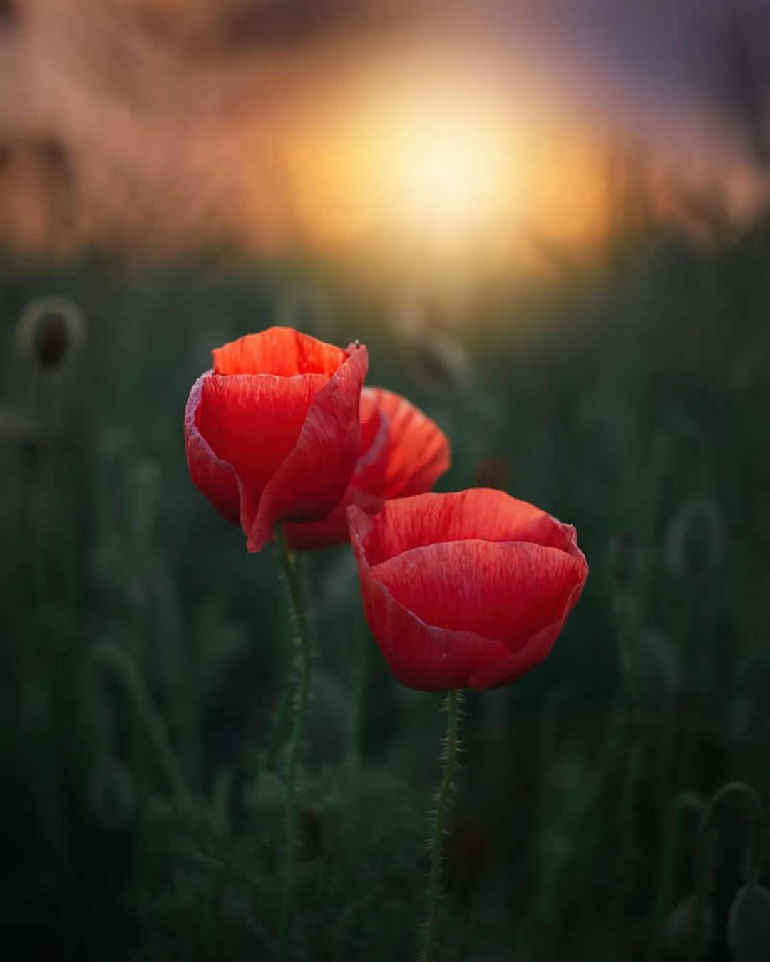 گل‌های لاله قرمز (Poppy) در میان طبیعت در زمان غروب خورشید