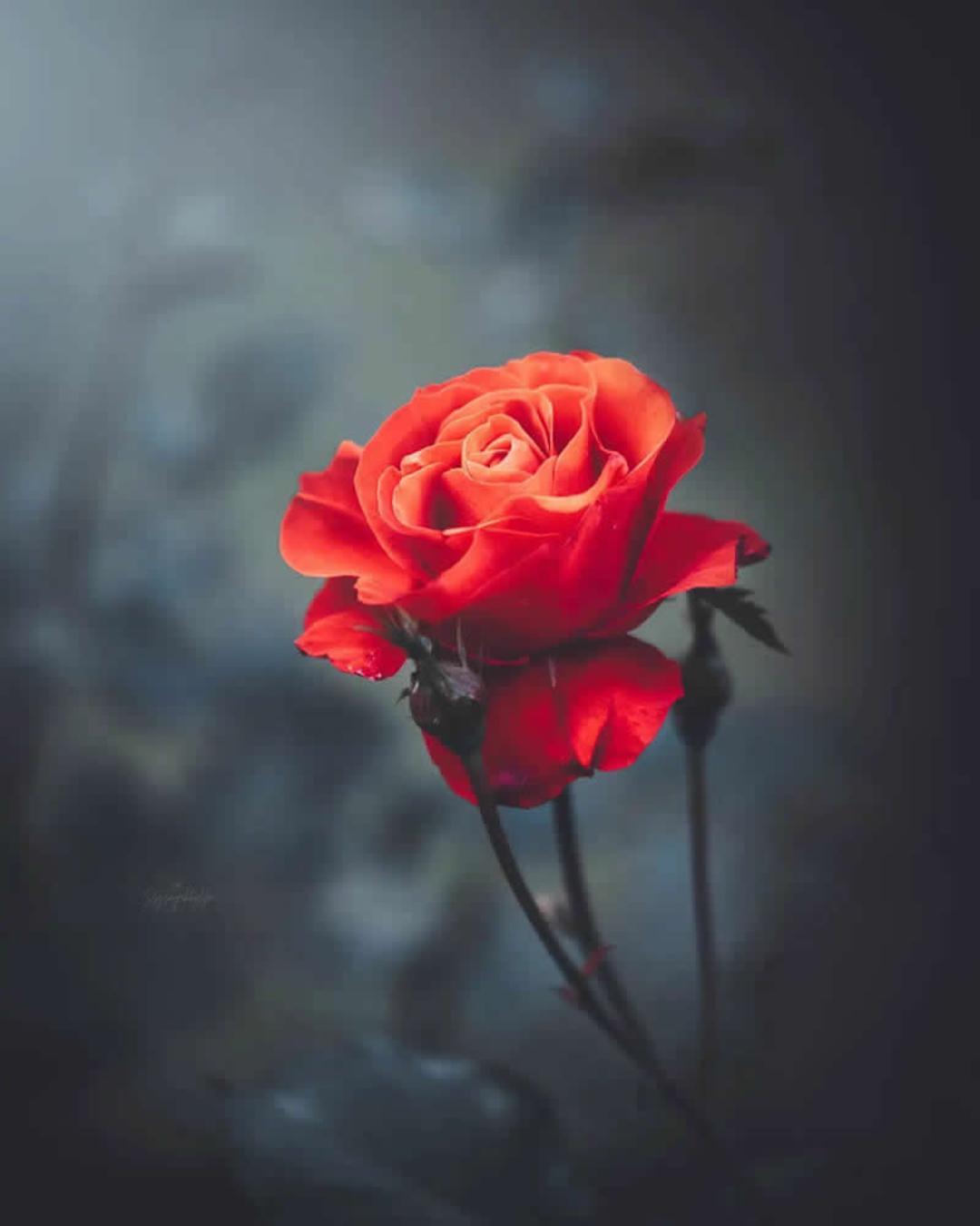 گل رز قرمز (Red Rose) با گلبرگ‌های باز در پس‌زمینه‌ای تار
