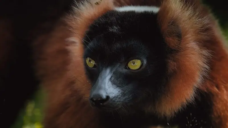 لمور قرمز (Red ruffed lemur) با چشم‌های زرد در طبیعت ماداگاسکار