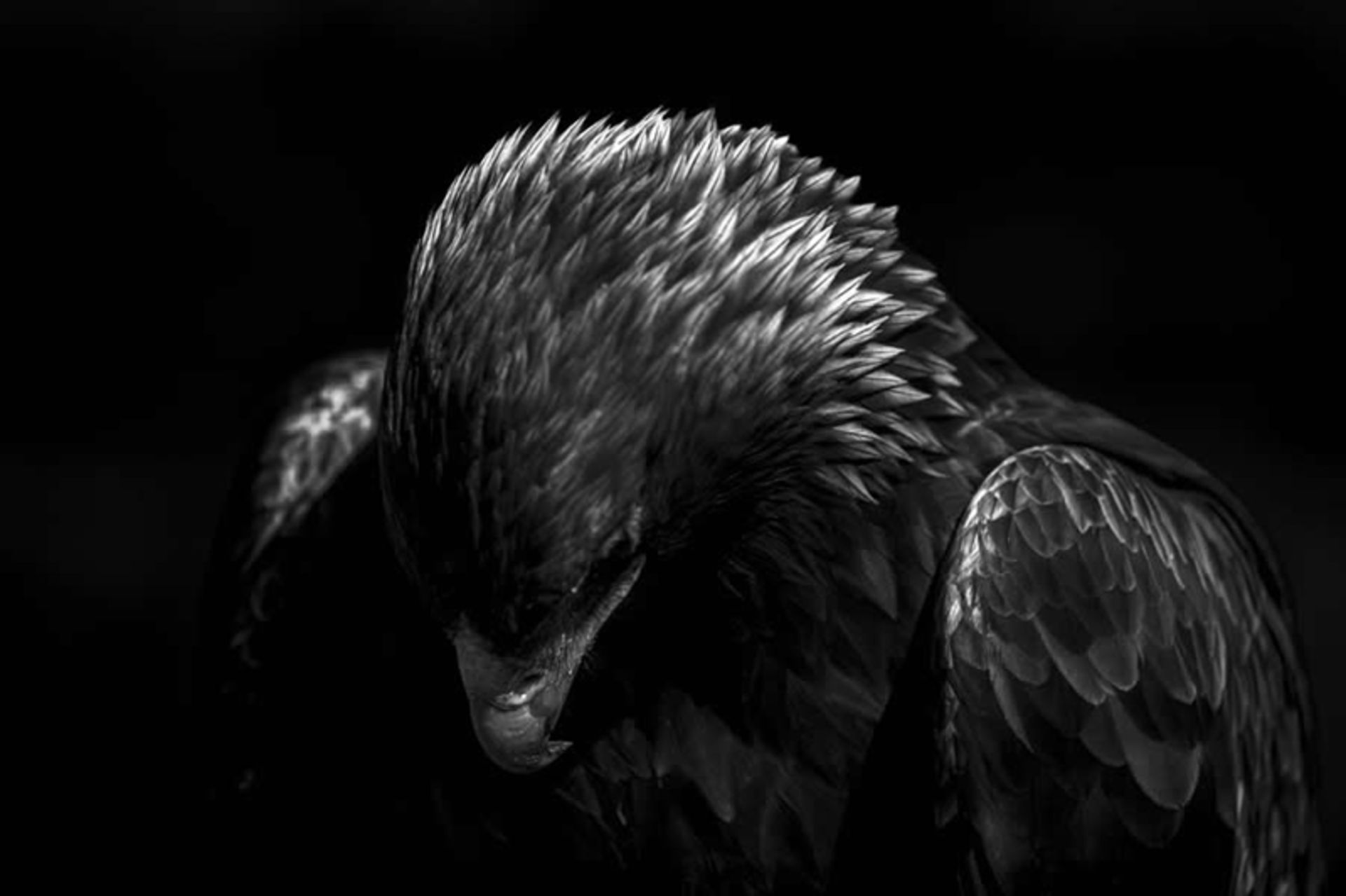 نمای نزدیک از عقاب طلایی سر به زیر