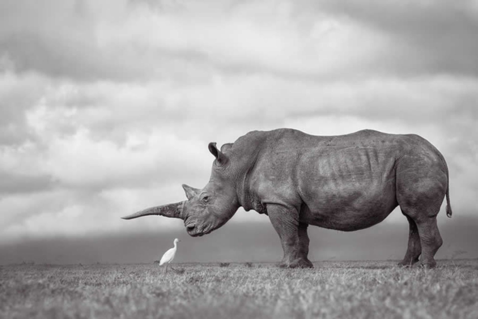 کرگدن سفید در کنار حواصیل کوچک