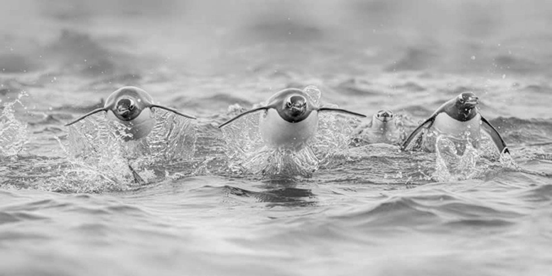 سه پنگوئن در حال شنا در آب