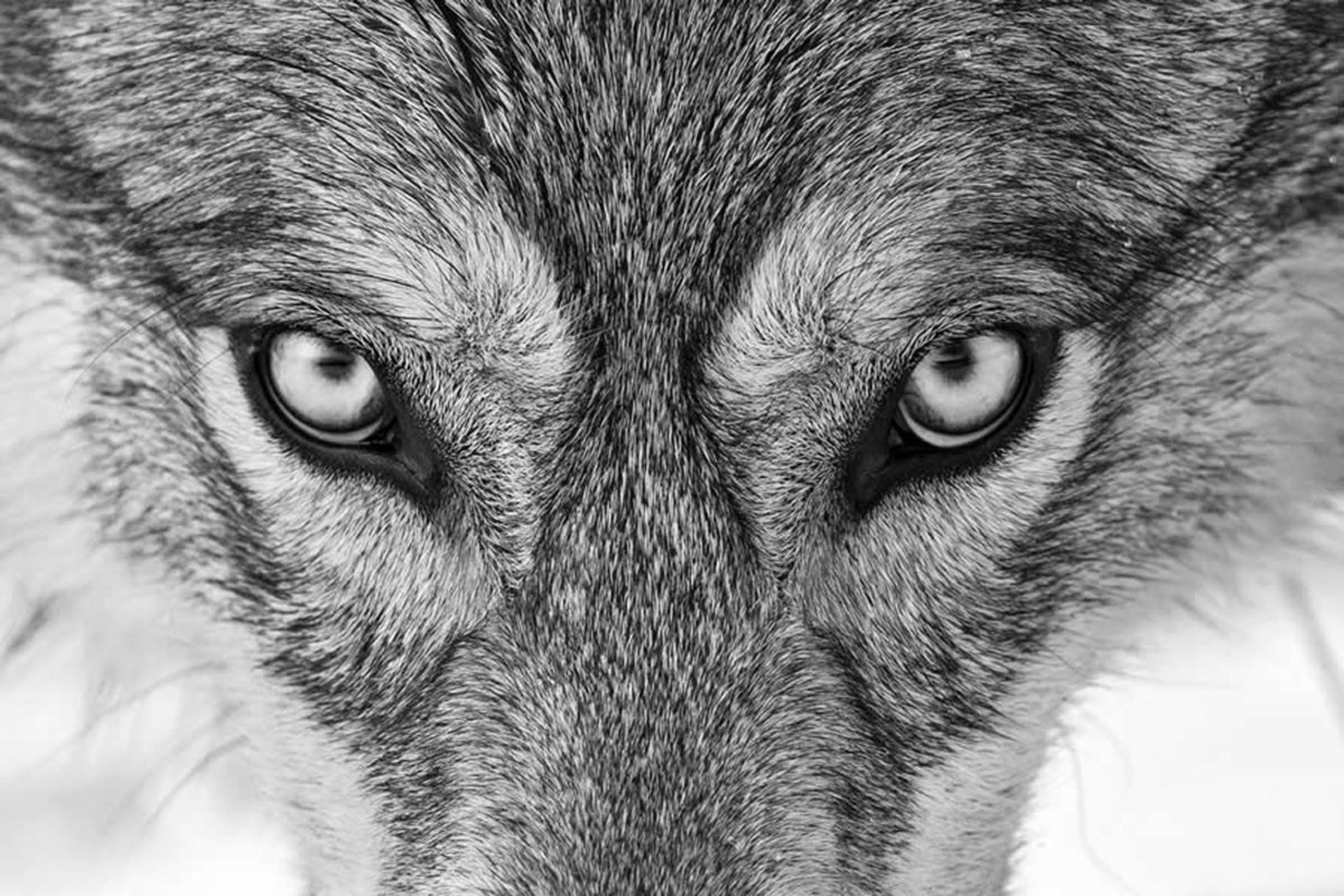 عکس کلوزآپ چشم نافذ گرگ