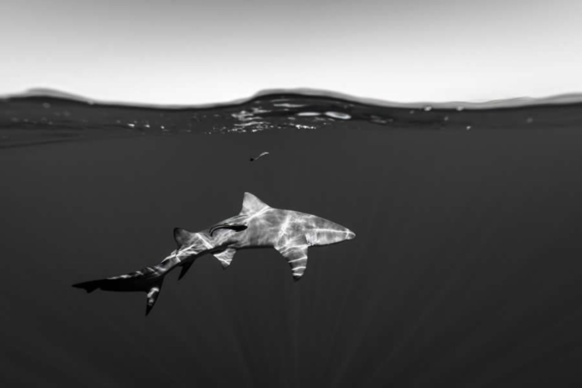 شنای کوسه زیر سطح آب