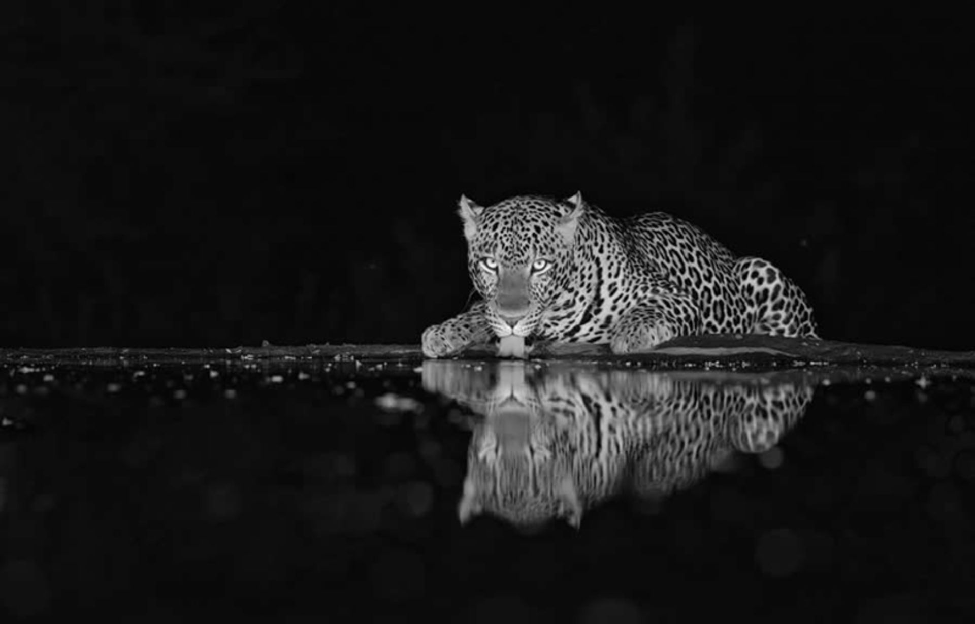 انعکاس تصویر پلنگ در آب