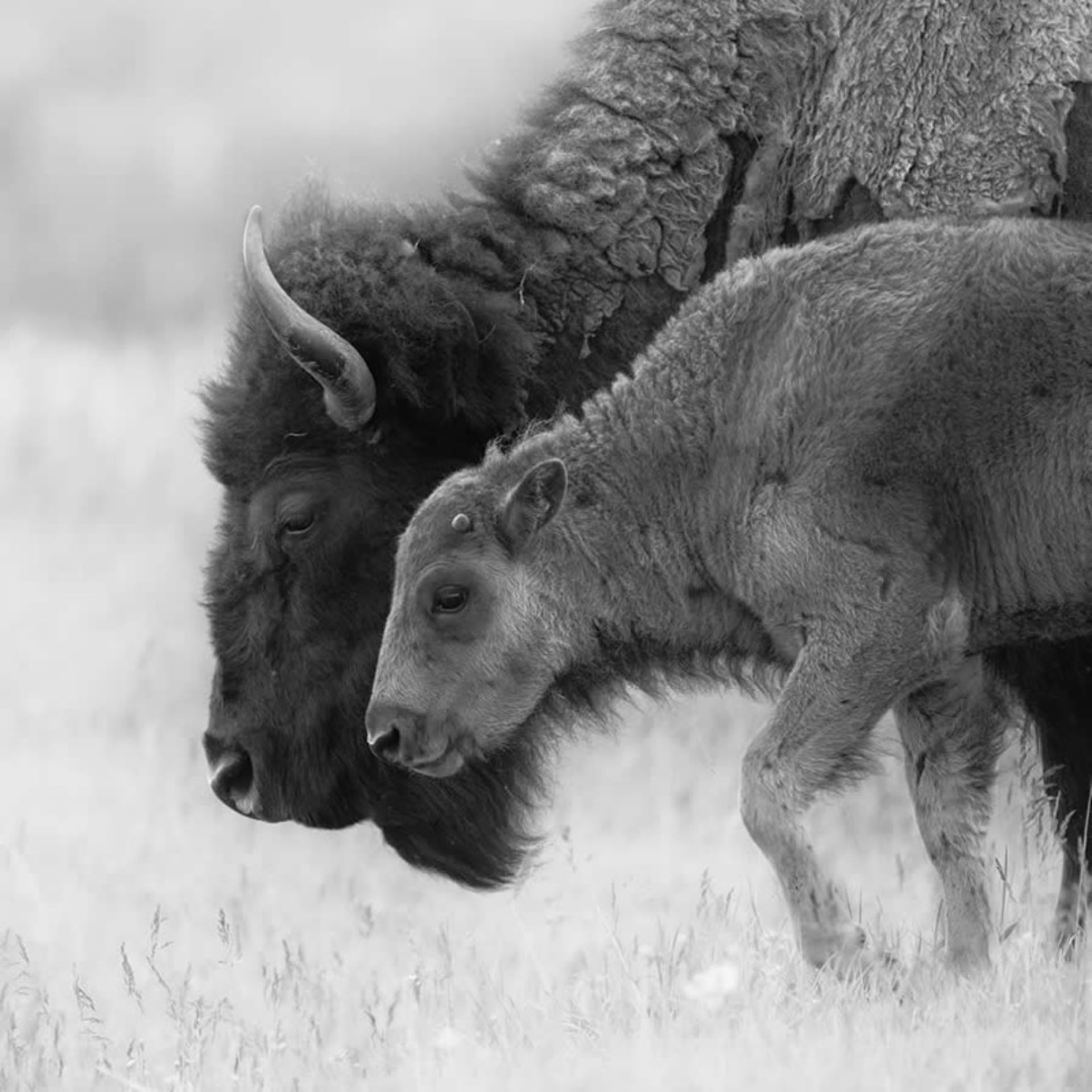 گاومیش کوهان‌دار و گوساله‌اش در چمنزار