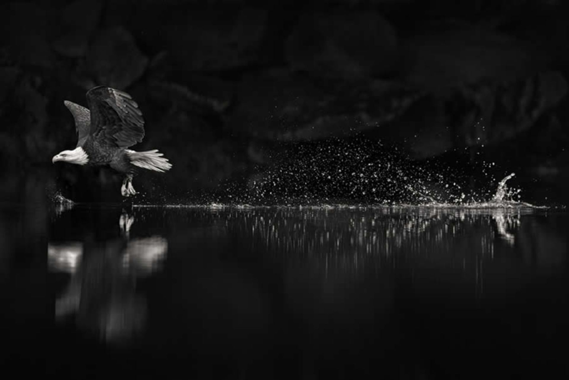 عقاب ماهی‌گیر در حال پرواز روی سطح آب 