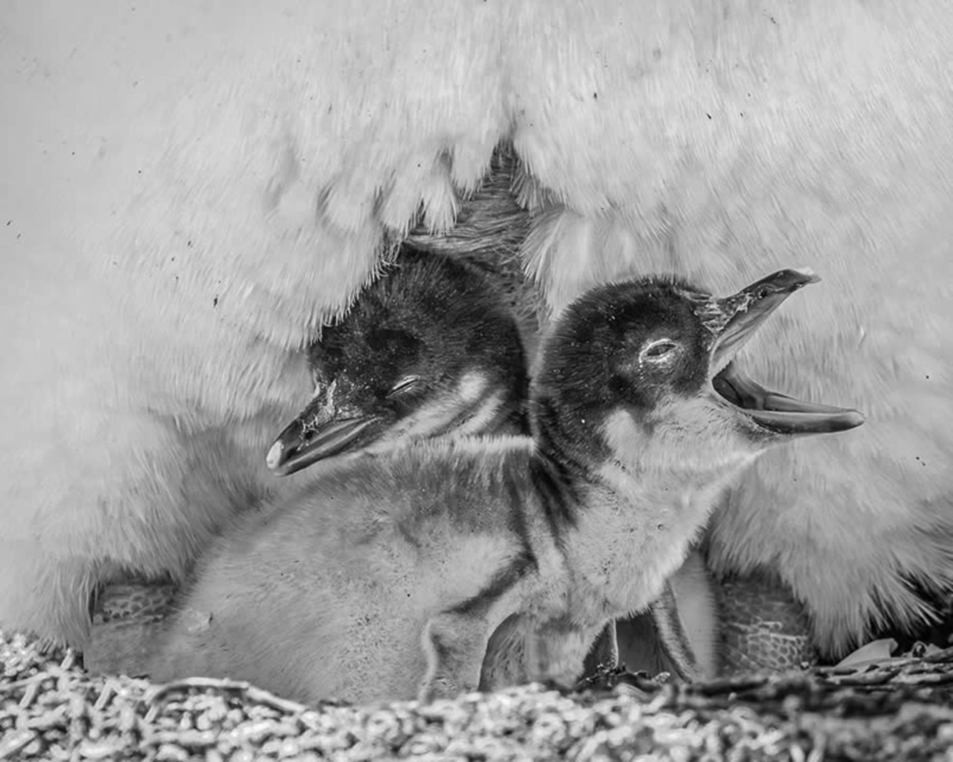 جوجه پنگوئن‌ها در کنار والد خود