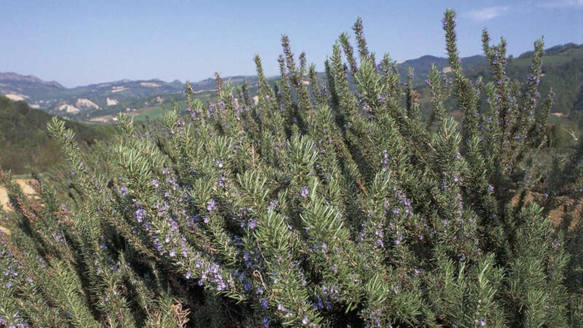 گیاه روزمره (Rosmarinus officinalis) با گل‌های بنفش در طبیعت