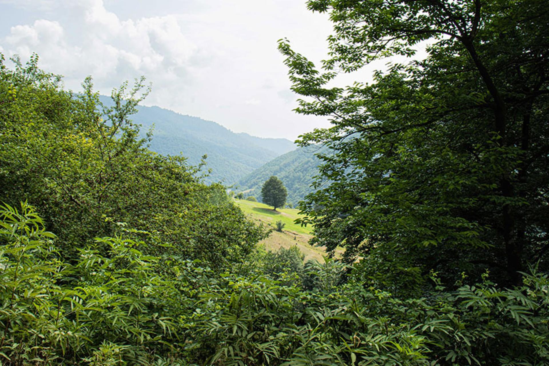 طبیعت سرسبز روستای گیلده
