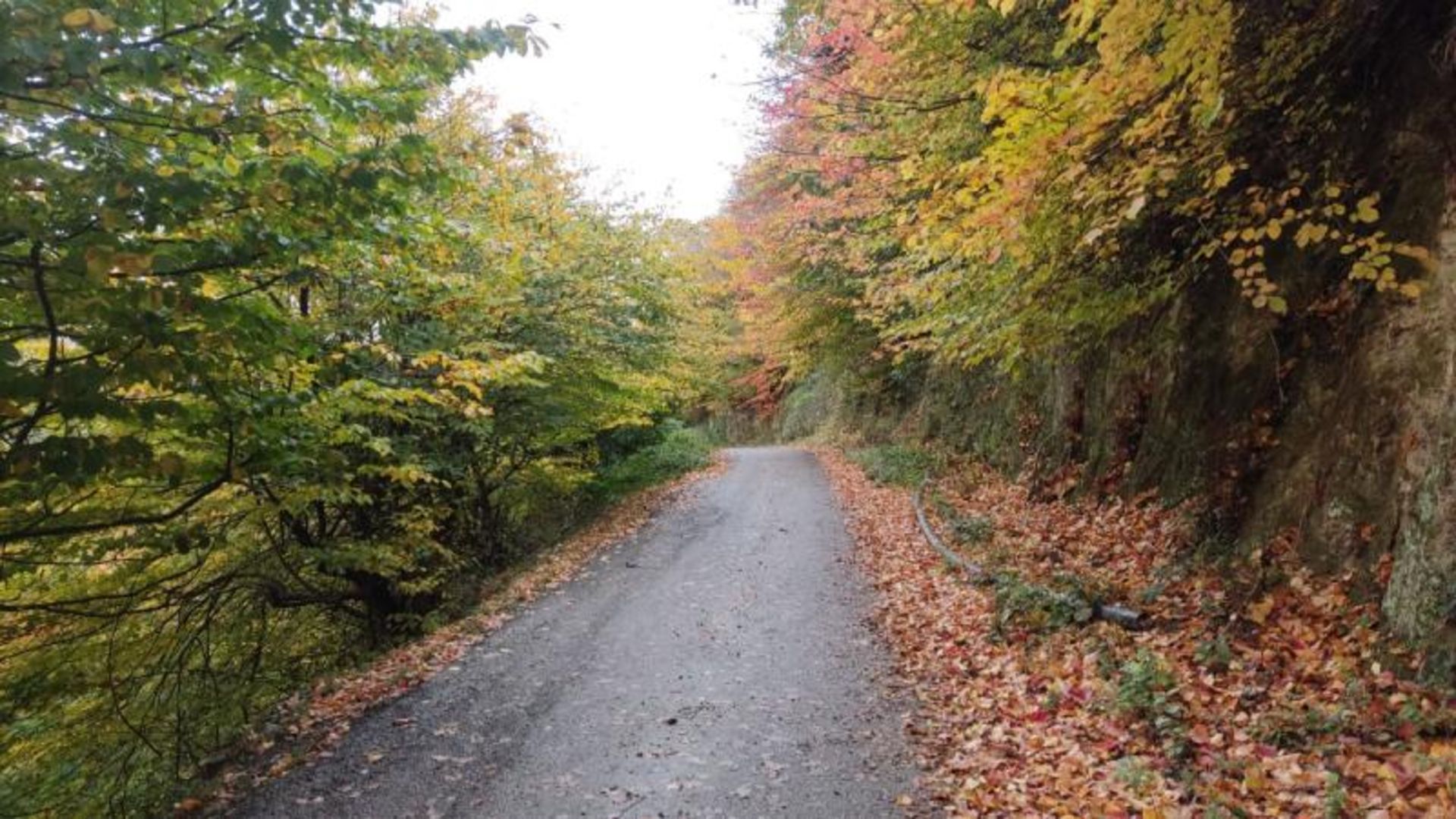 طبیعت پاییزی جنگل نقله بر