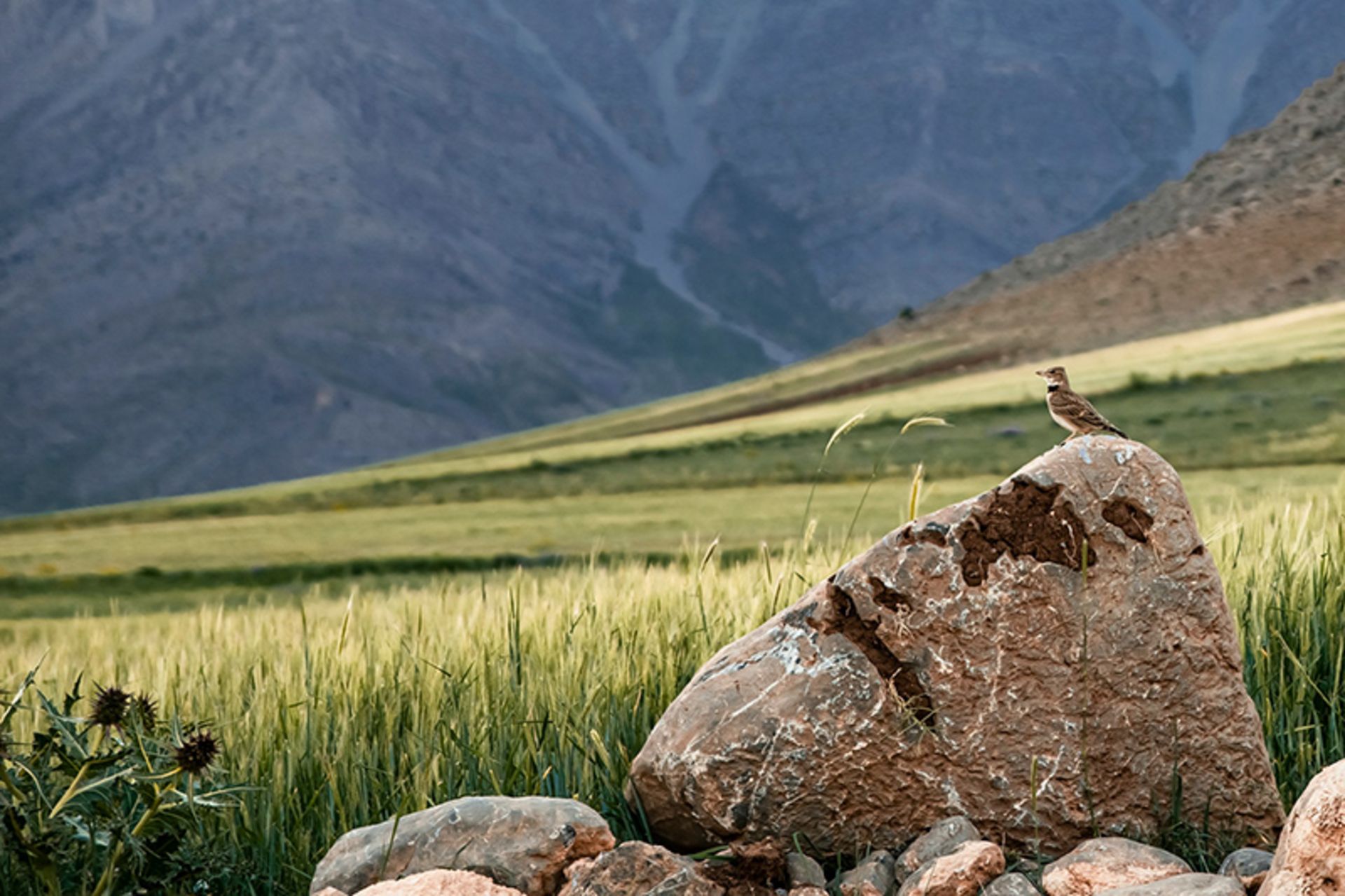 ارتفاعات سرسبز کرمانشاه در فصل بهار