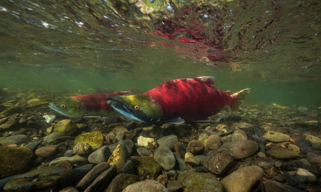 ماهی سالمون (Salmon) با رنگ قرمز در بستر رودخانه شنا می‌کند