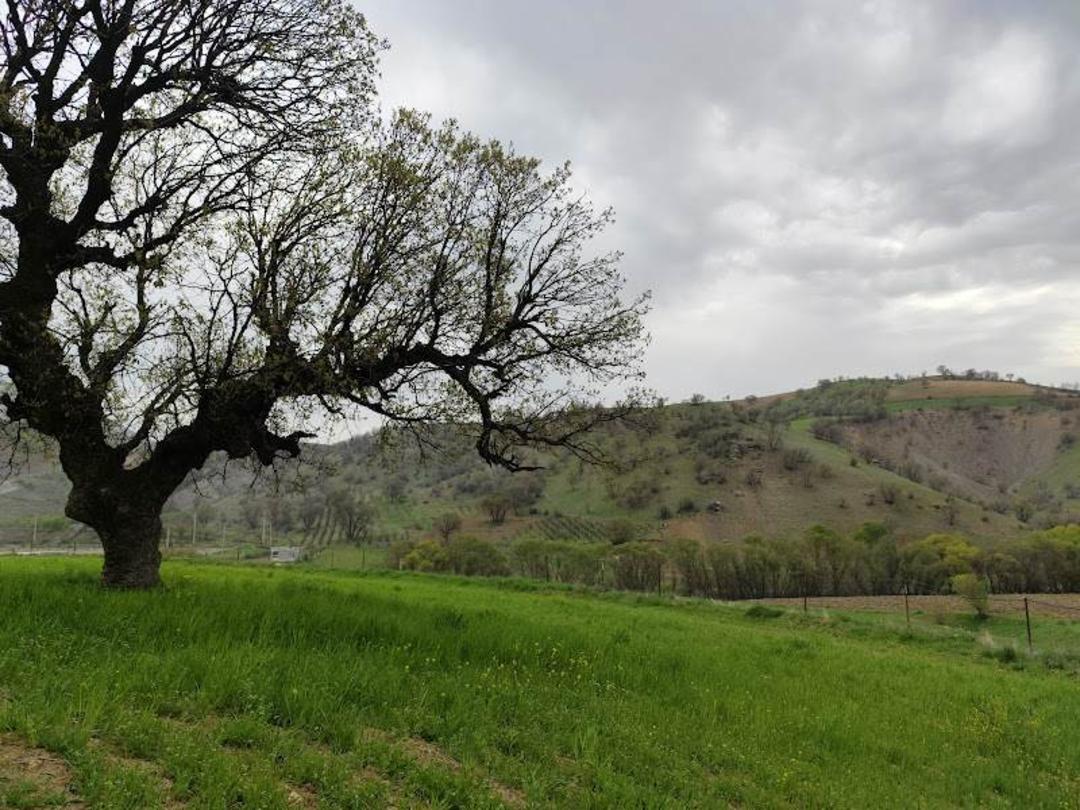 دشت و کوه روستای سفید برگ کرمانشاه