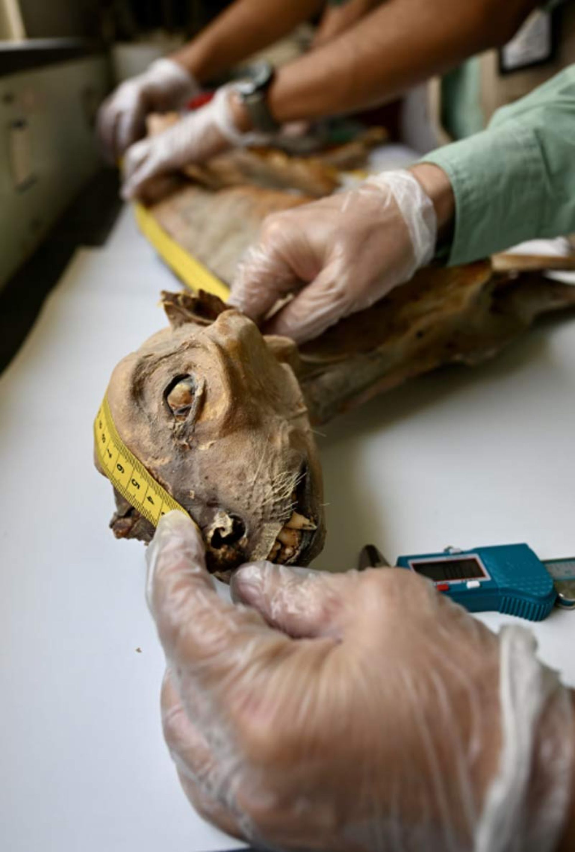 دستان محقق در حال اندازه‌گیری جمجمه خشک‌شده یوزپلنگ با متر نواری