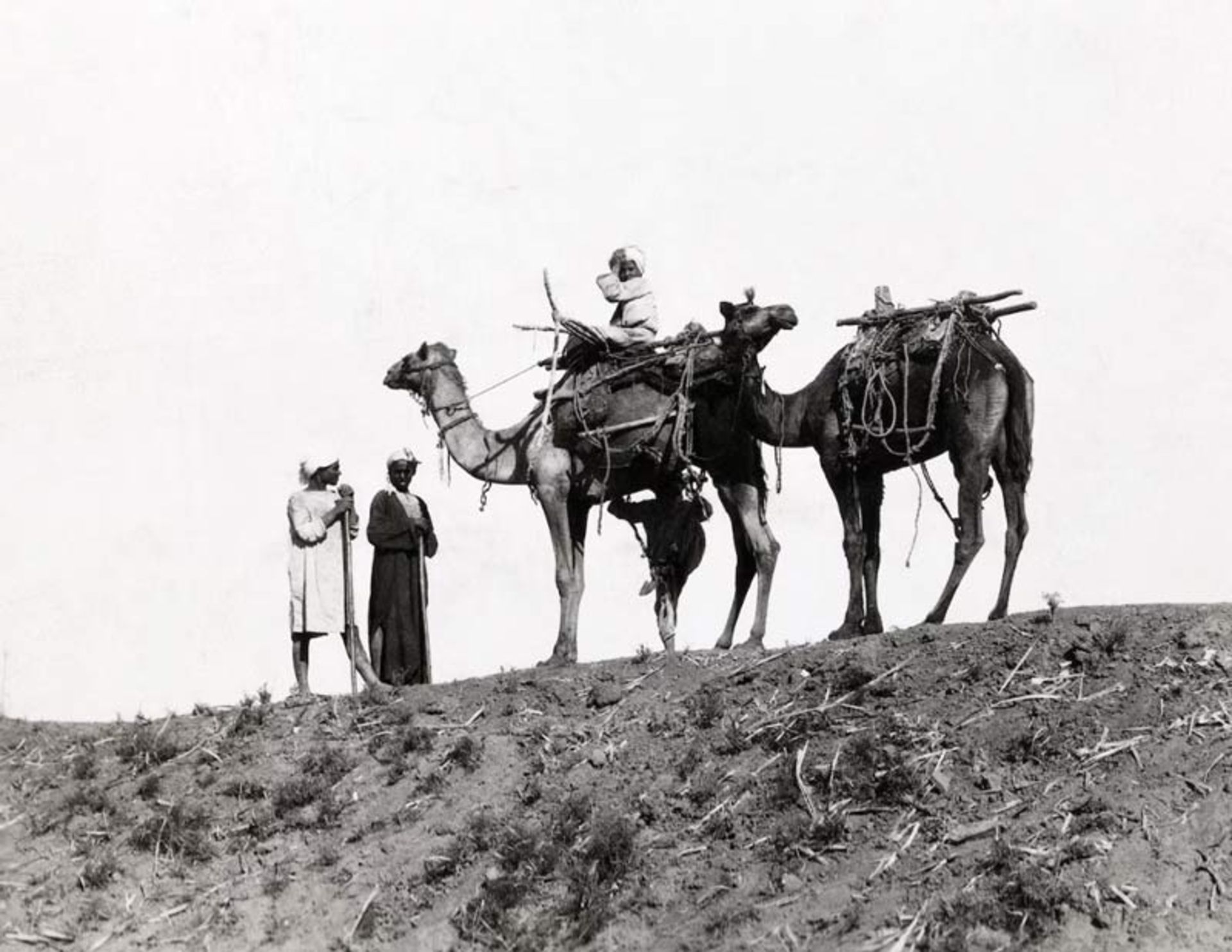 دو شتر به همراه ساربانان در بالای یک تپه شنی در بیابان‌های مصر