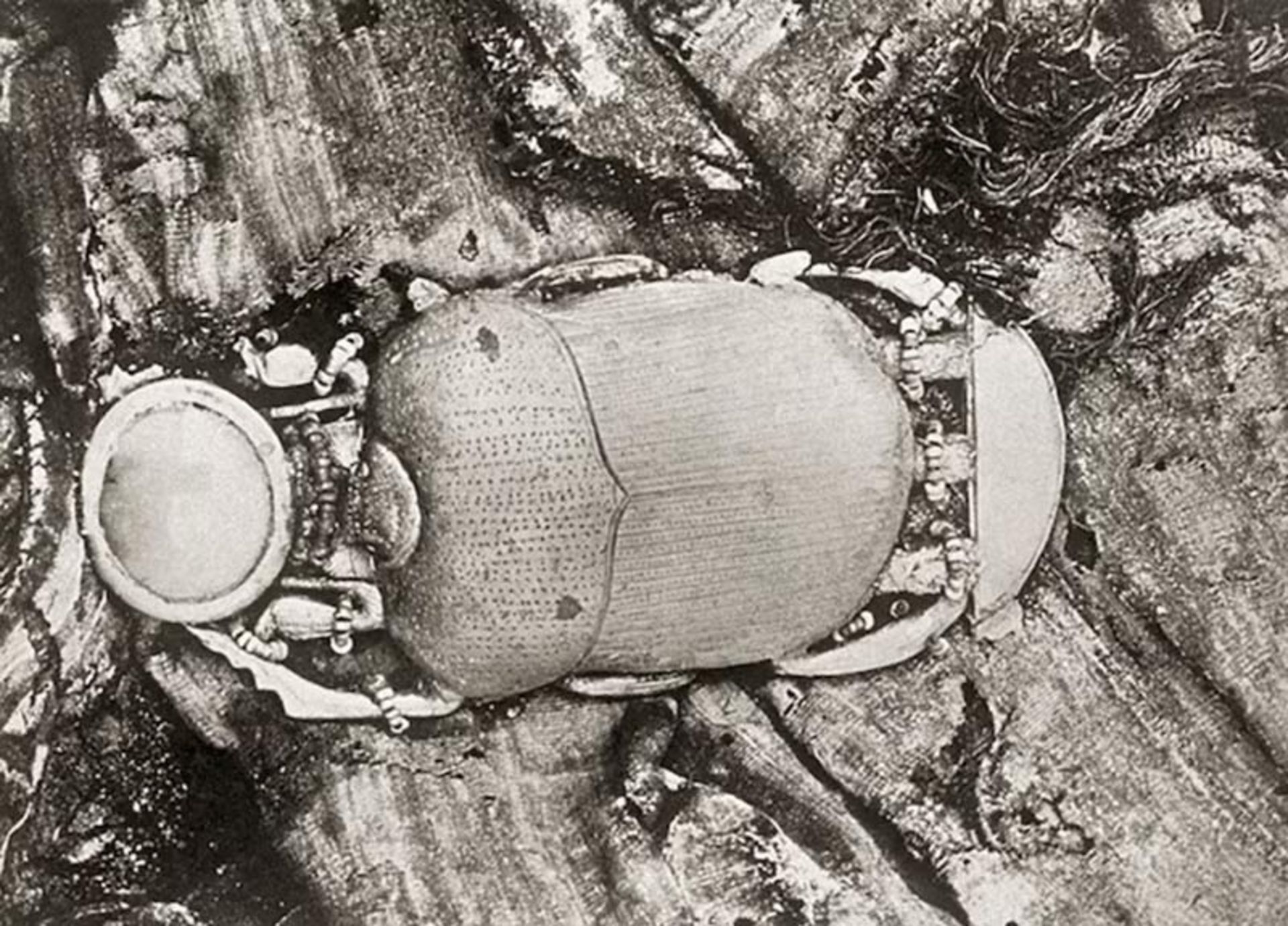 نمای نزدیک از یک نشان یا طلسم باستانی به شکل سوسک اسکاراب