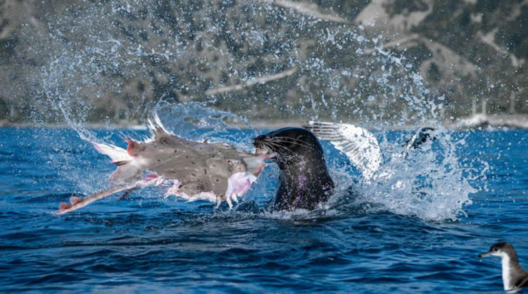 سمور دریایی (Sea Otter) در حال شکار ماهی در میان امواج دریا