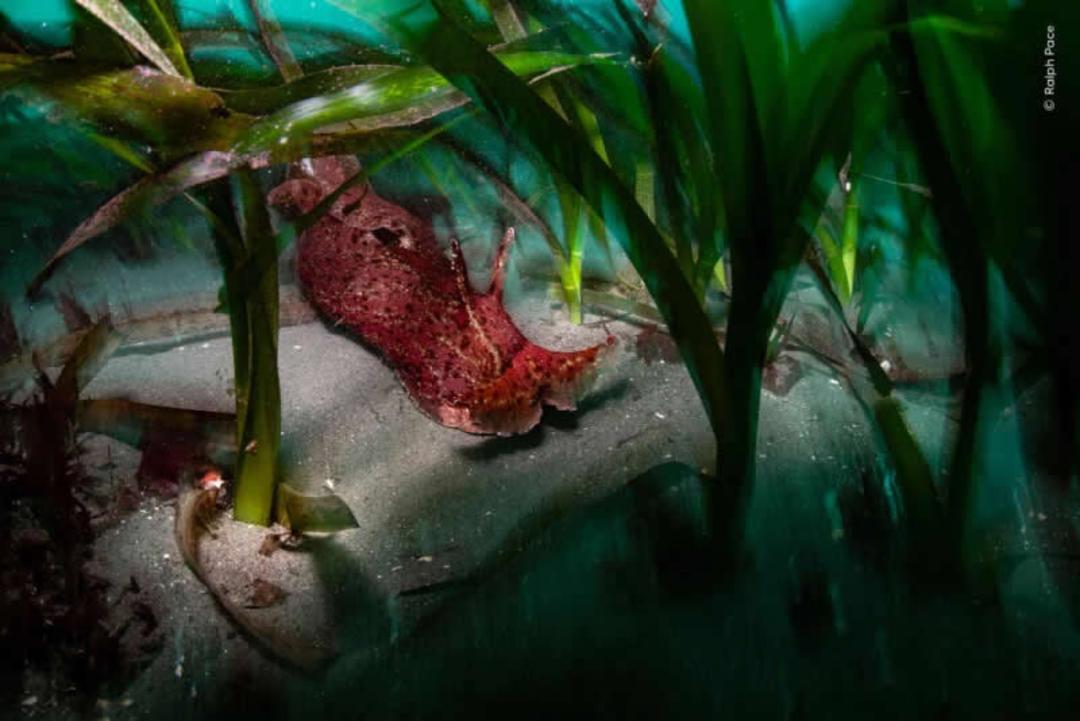حلزون دریایی (Sea Slug) قرمز رنگ در میان گیاهان دریایی کف اقیانوس