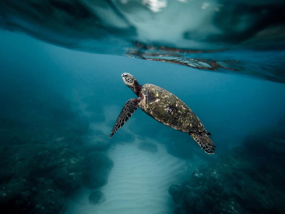 لاک‌پشت دریایی (Sea Turtle) در حال شنا در آب‌های شفاف اقیانوس