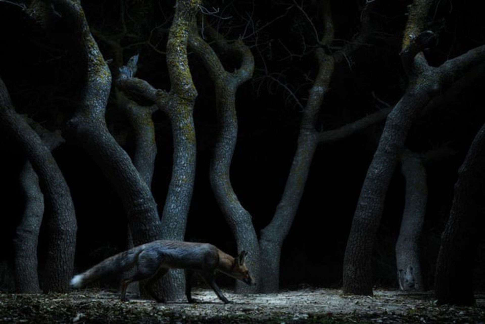 روباهی در میان انبوهی از درختان با شکل غیرمعمول