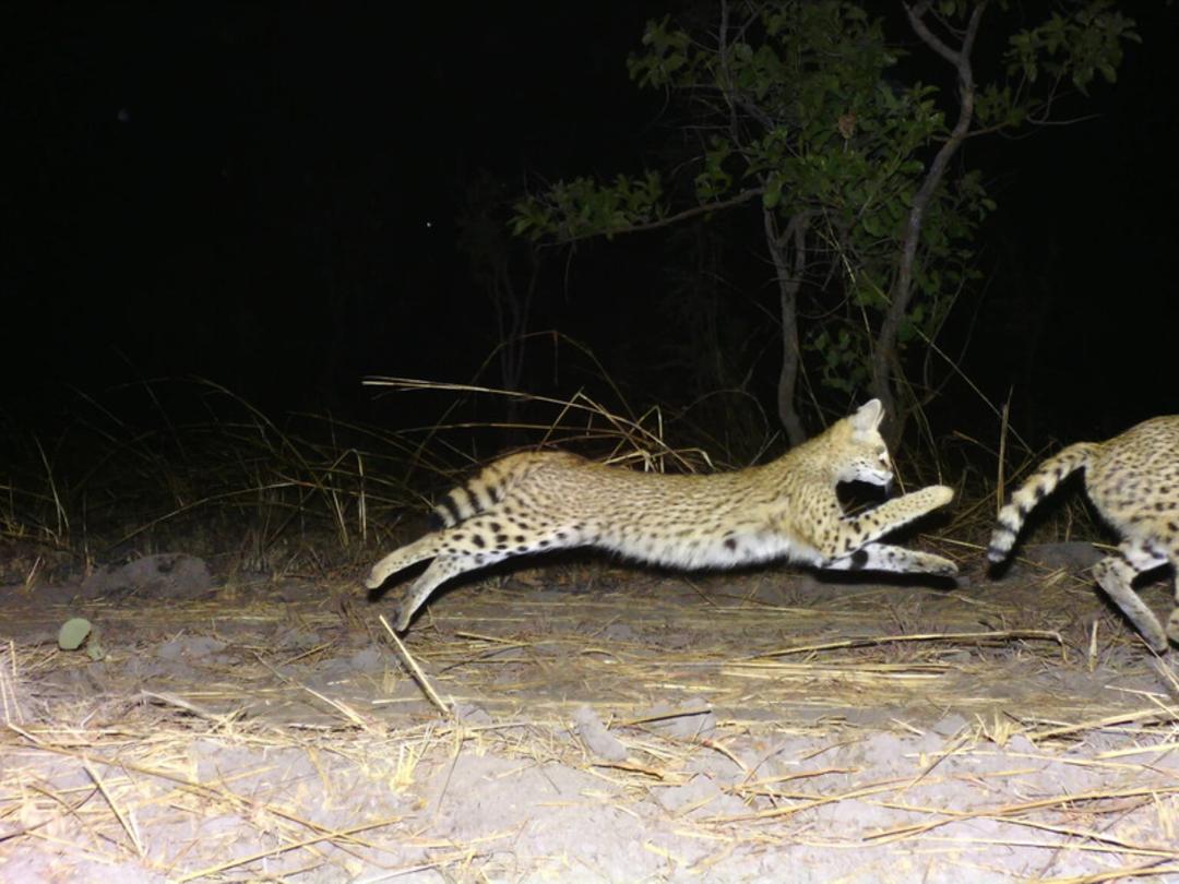 گربه وحشی سروال (Serval) در حال دویدن در طبیعت تانزانیا