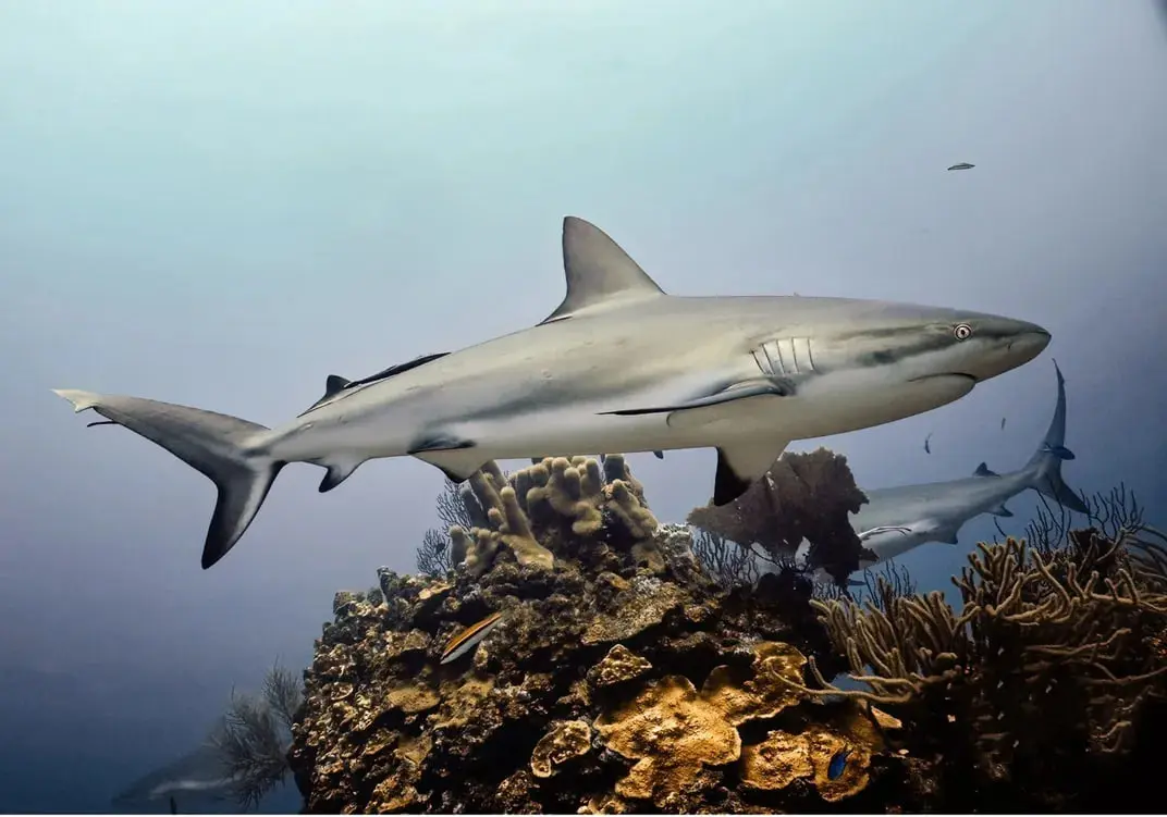 کوسه (Shark) در حال شنای آرام بر فراز صخره‌های مرجانی در اعماق اقیانوس