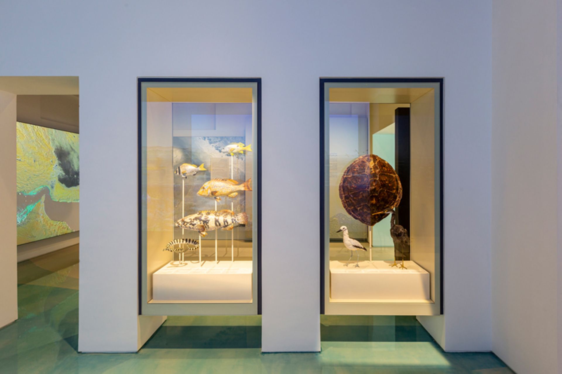 نمایش ماهی ها و مرغ دریایی در قفسه های موزه دبی