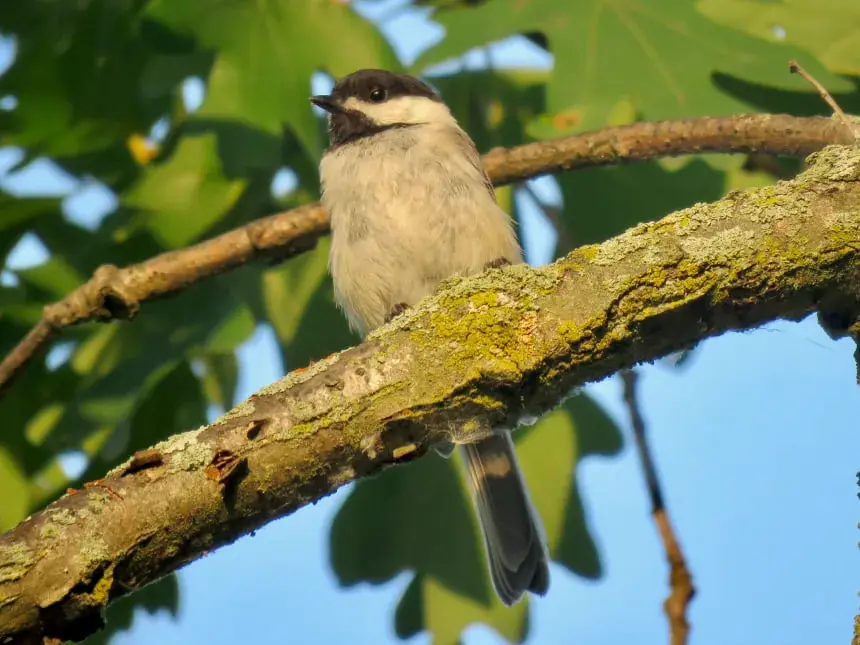 پرنده کوچک با کلاه سیاه (Black-capped Chickadee) روی شاخه درخت
