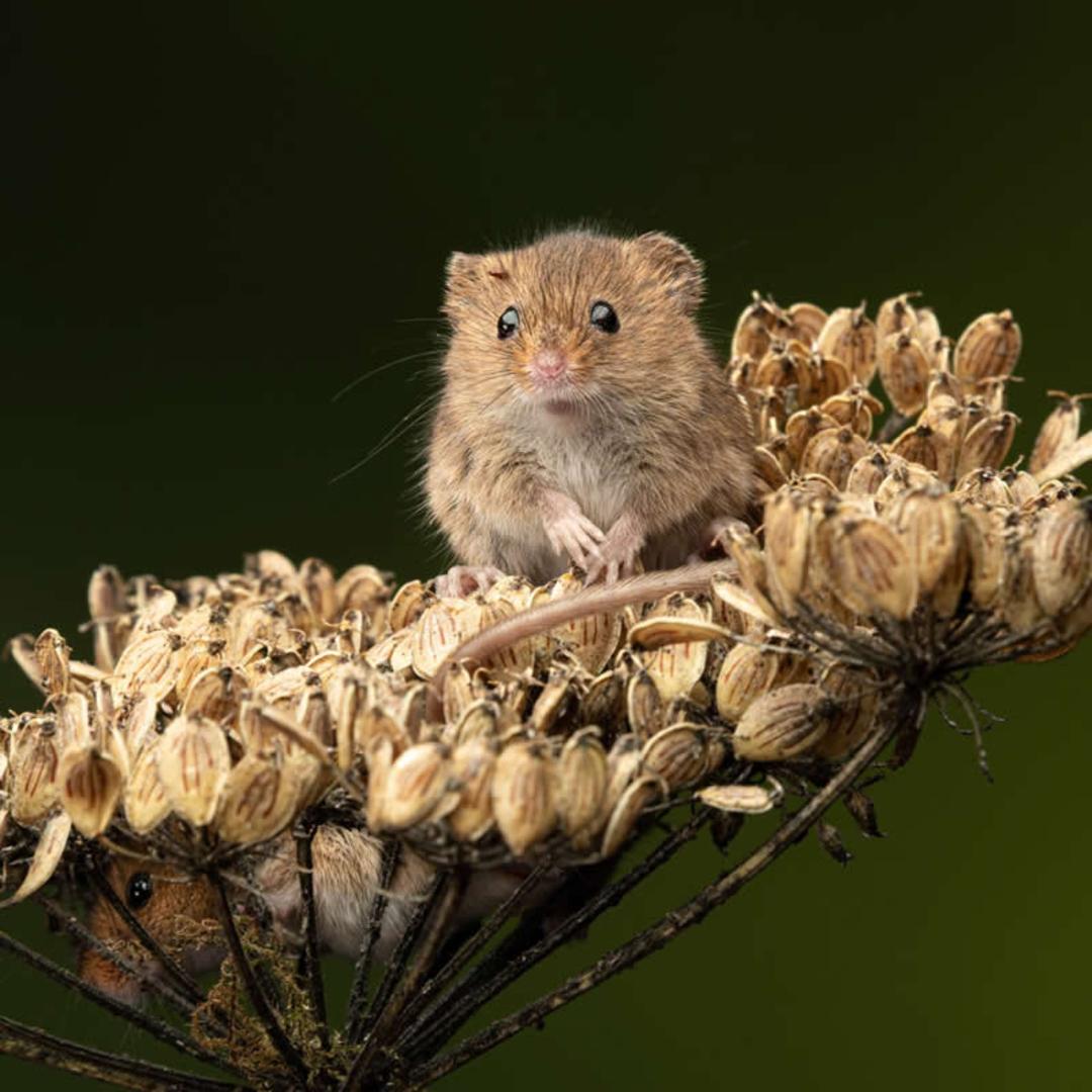 موش کوچک (Harvest Mouse) روی دانه‌های خشک یک گیاه در طبیعت