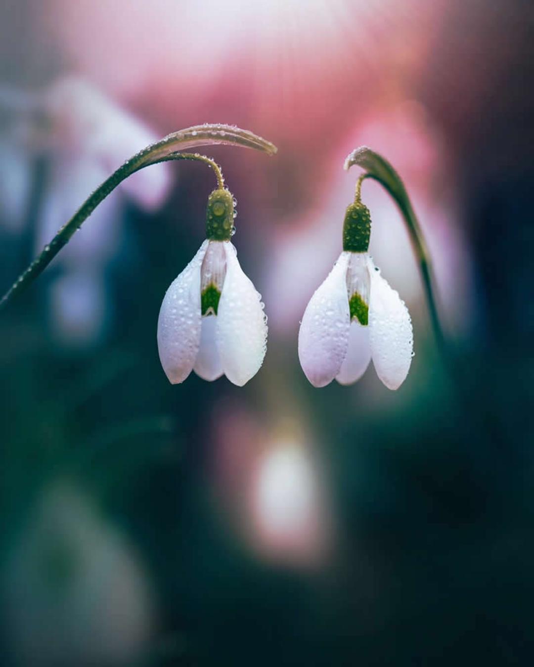 گل‌های برف (Galanthus) با قطرات شبنم روی گلبرگ‌های سفید