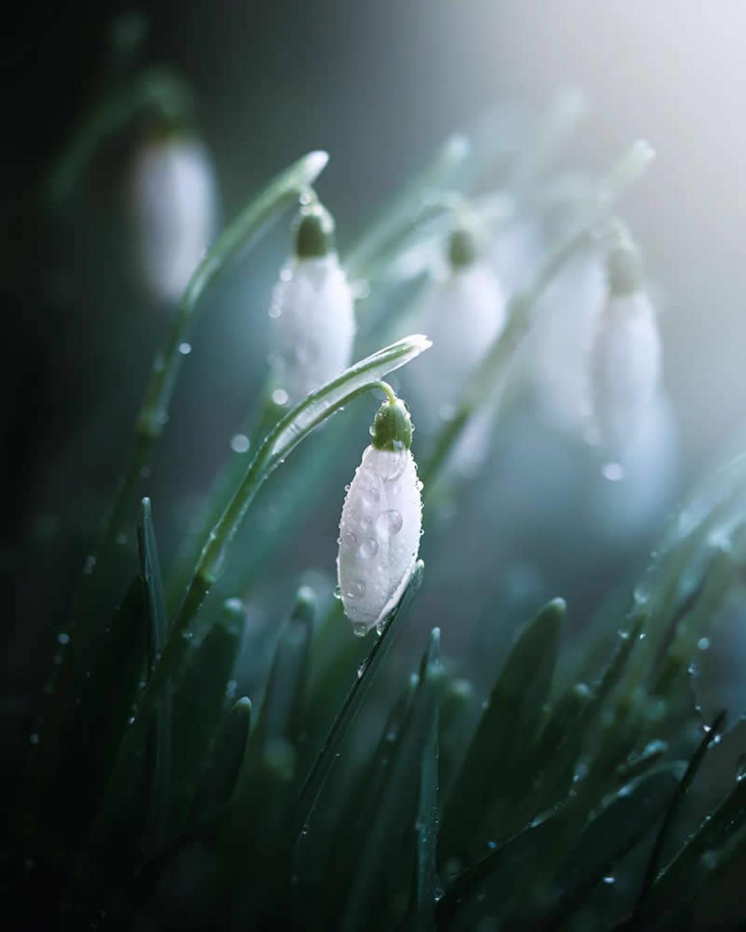 گل‌های برف (Galanthus) با قطرات شبنم روی ساقه‌های سبز