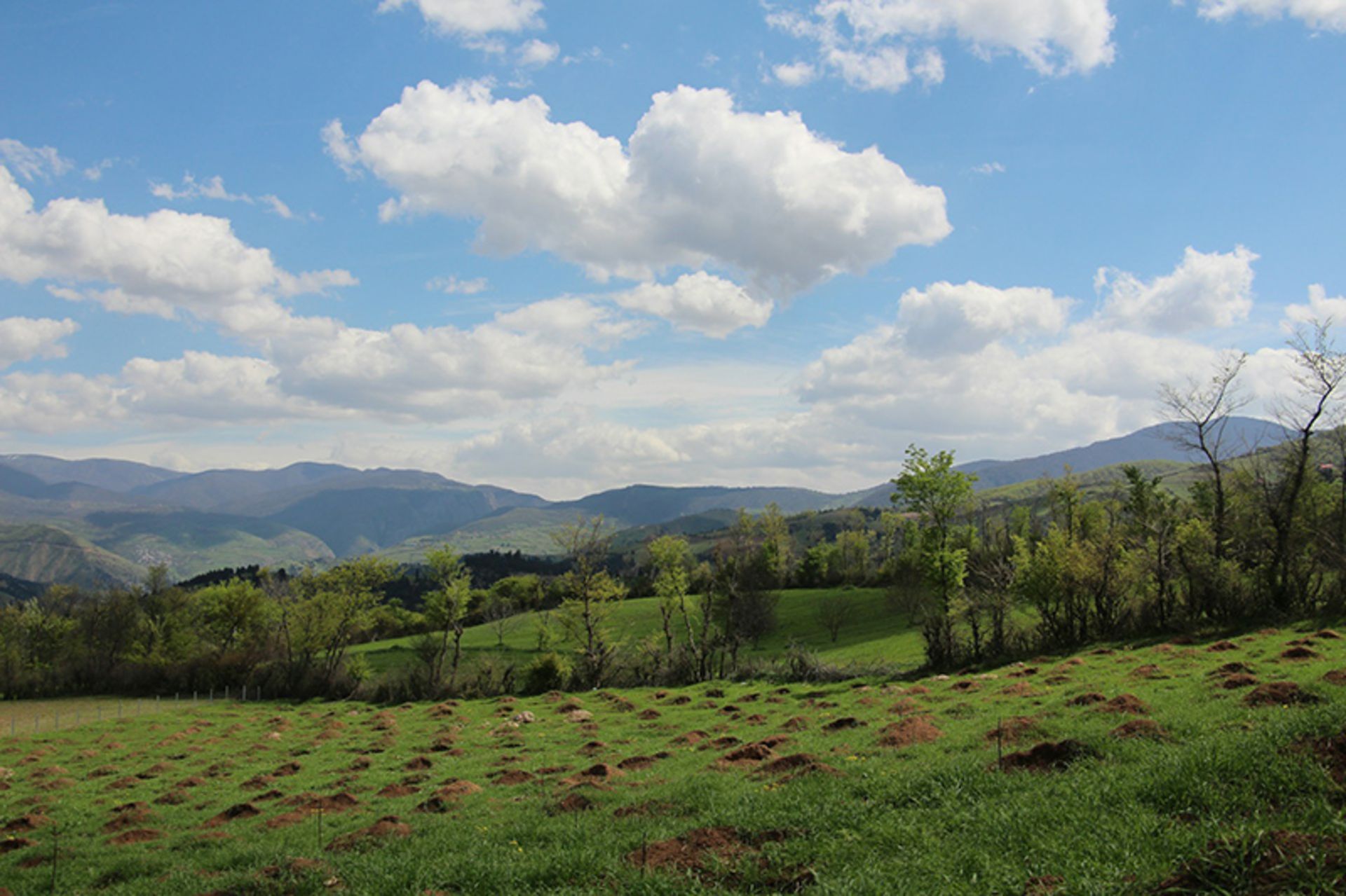 درختکاری در دامنه های سرسبز رودبار