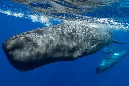 ترجمه صدای نهنگ با هوش مصنوعی