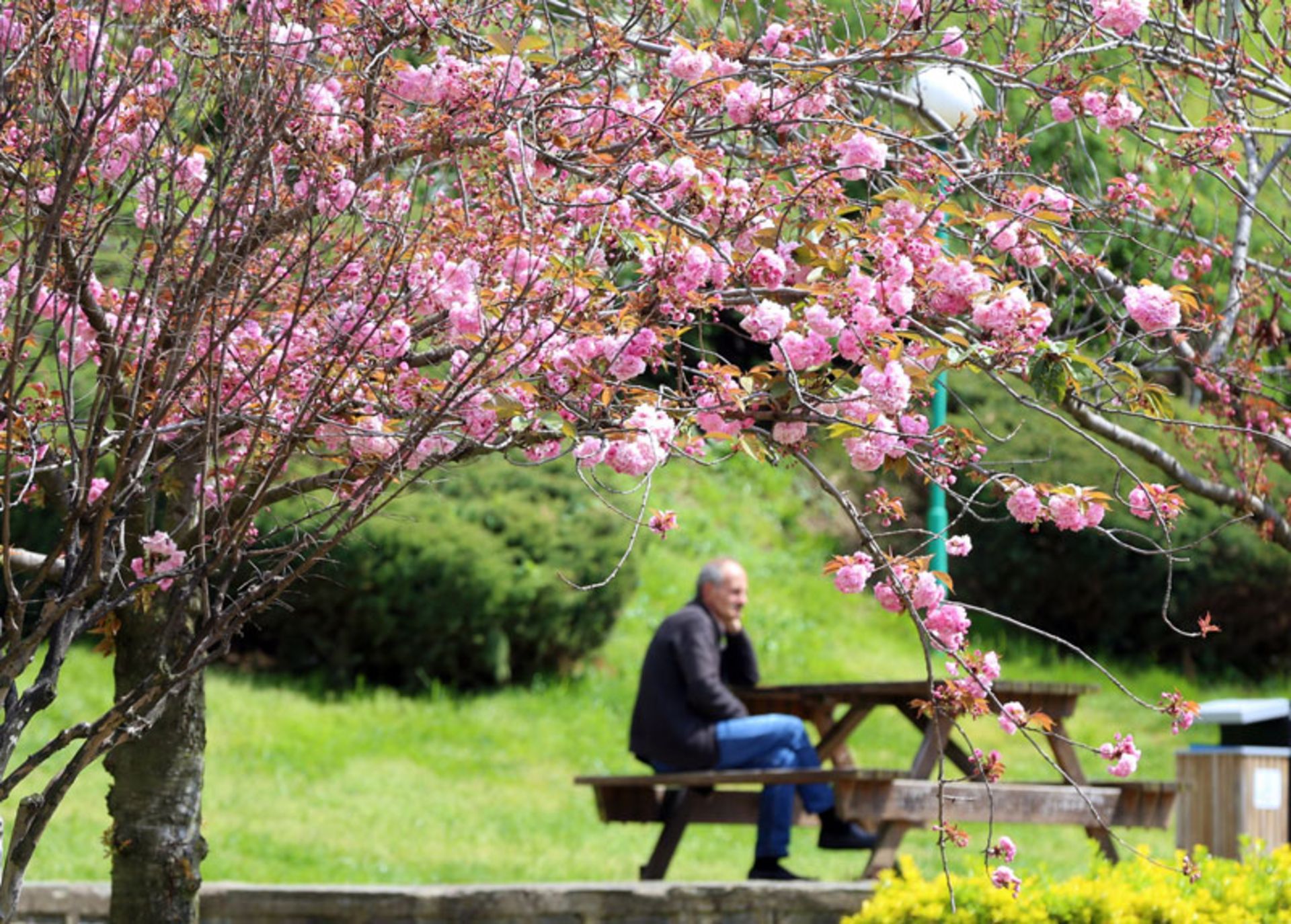 طبیعت بهاری ترابزون