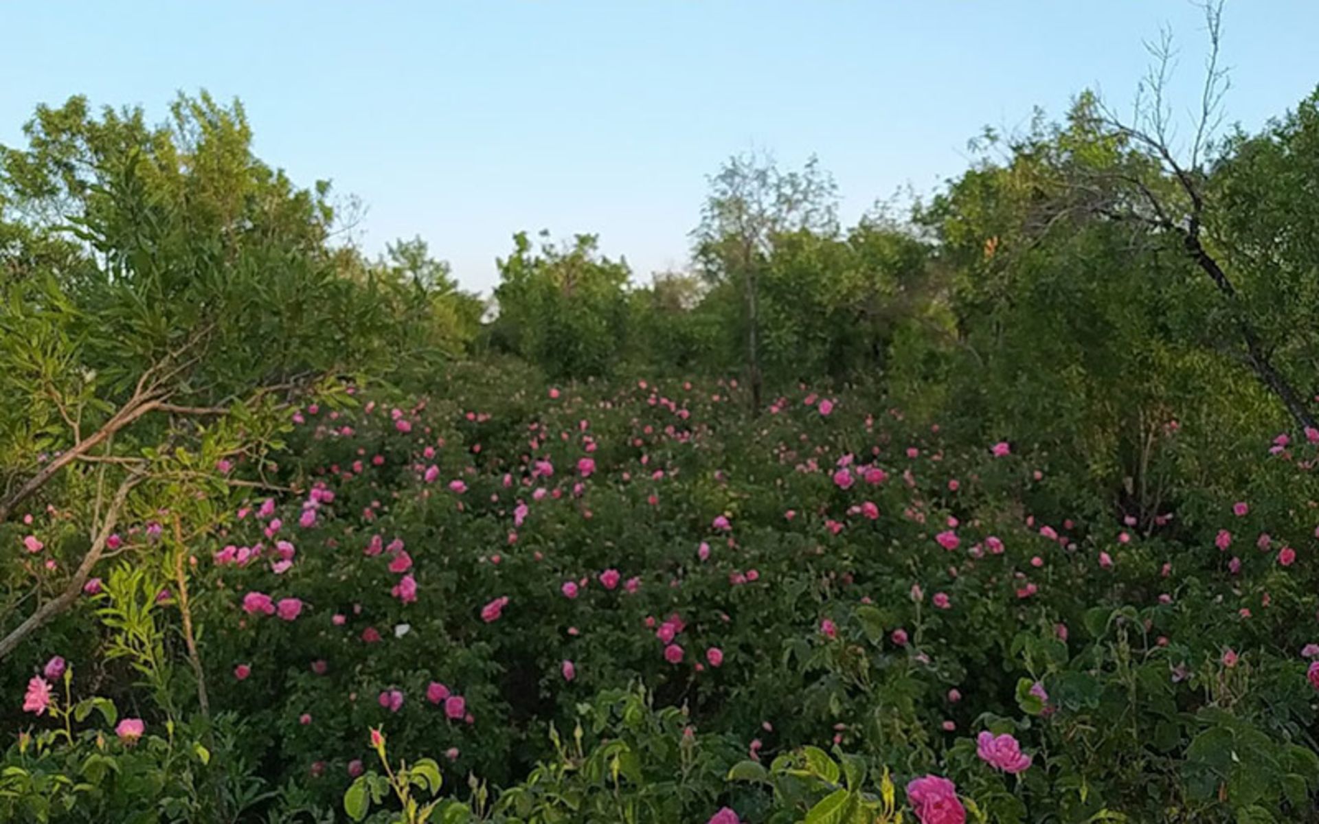 گل محمدی جوشقان قالی