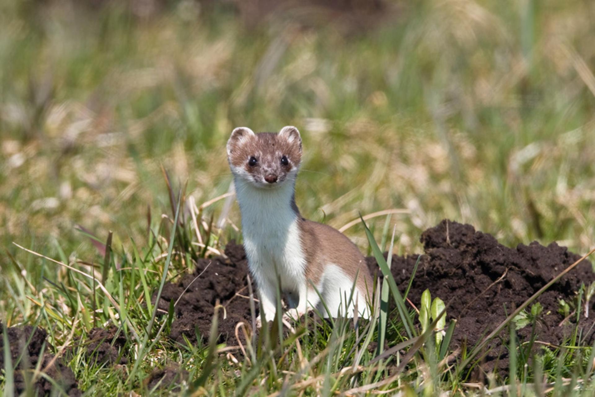 سمور (Stoat) با پوشش قهوه‌ای و سفید در میان علف‌های سبز