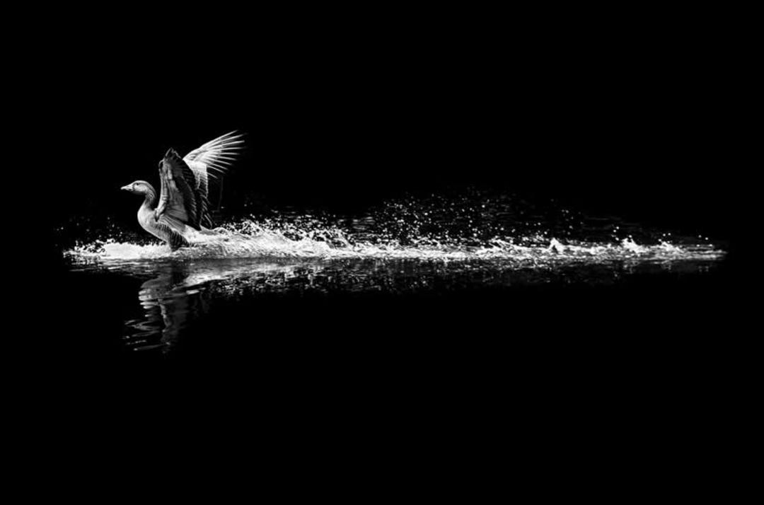 پرنده در حال پرواز روی آب