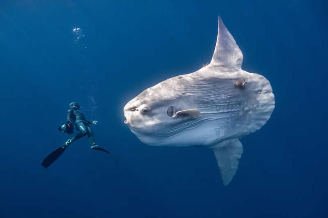 ماهی خورشیدی (Mola mola) در کنار یک غواص در آب‌های عمیق اقیانوس