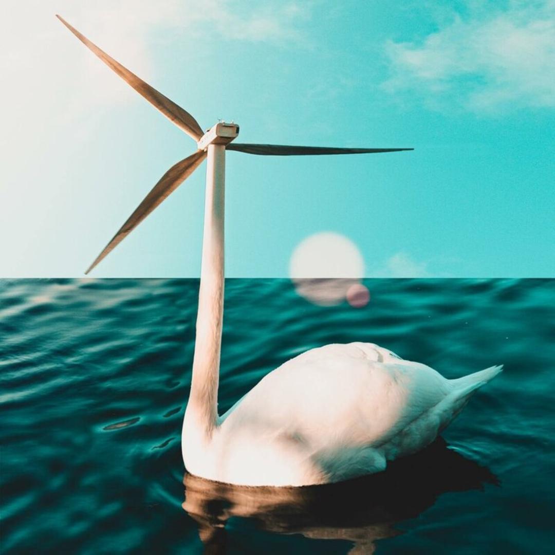 قو سفید در آب کنار یک توربین بادی (Wind Turbine) در آسمان آبی