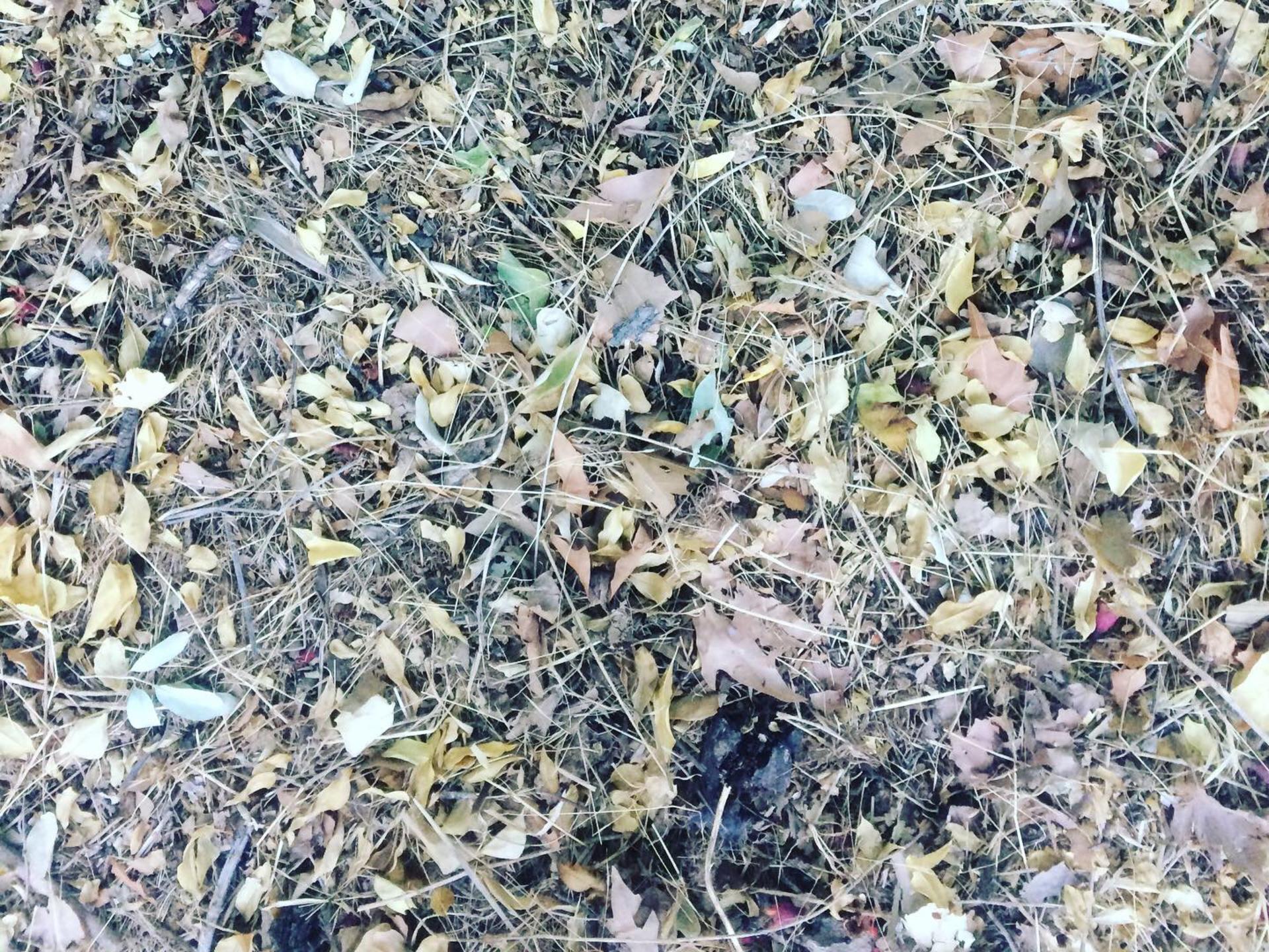 قلات،پارس،شيراز