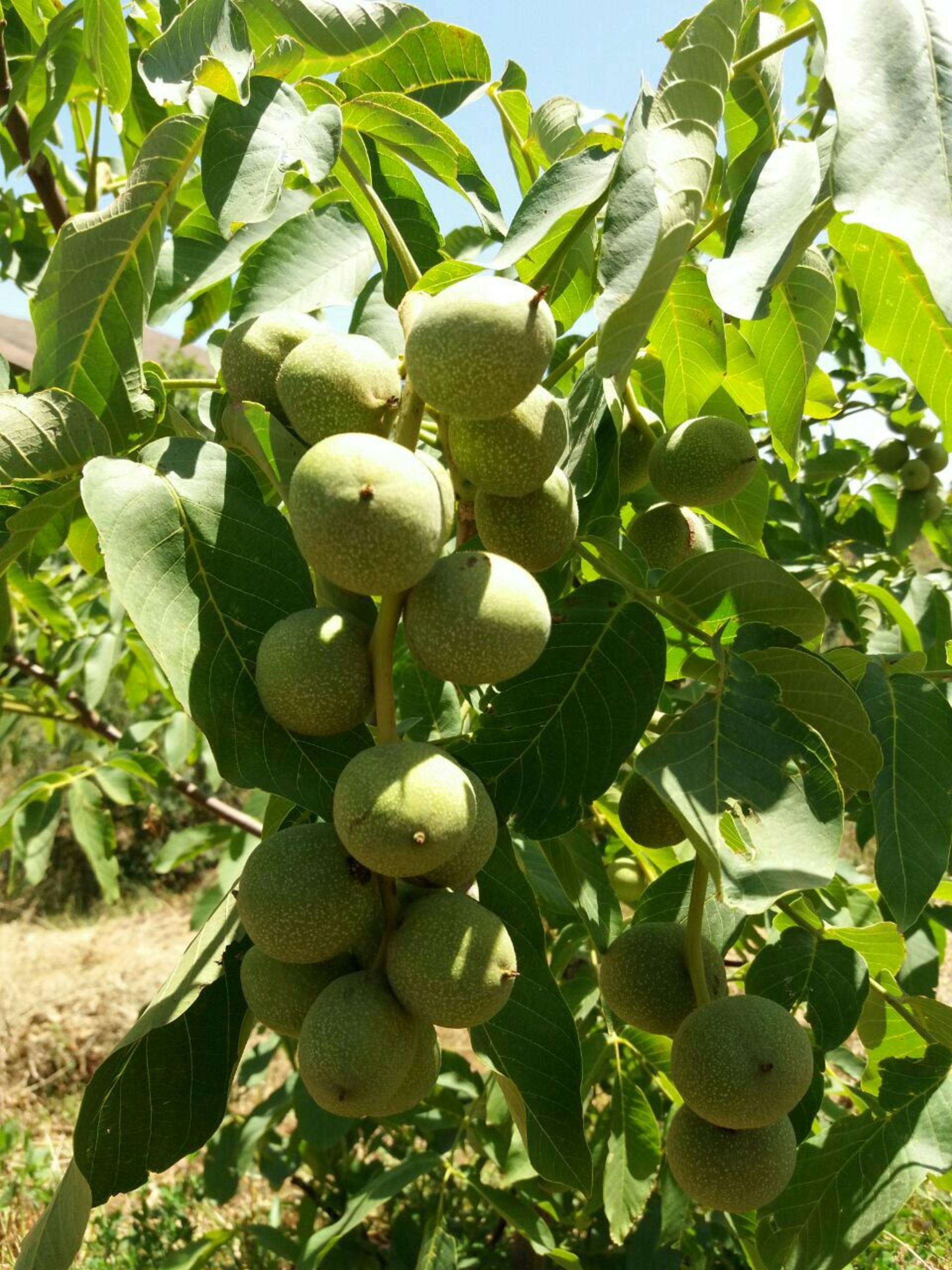 جاذبه گردشگری  روستای گردشگری لرد