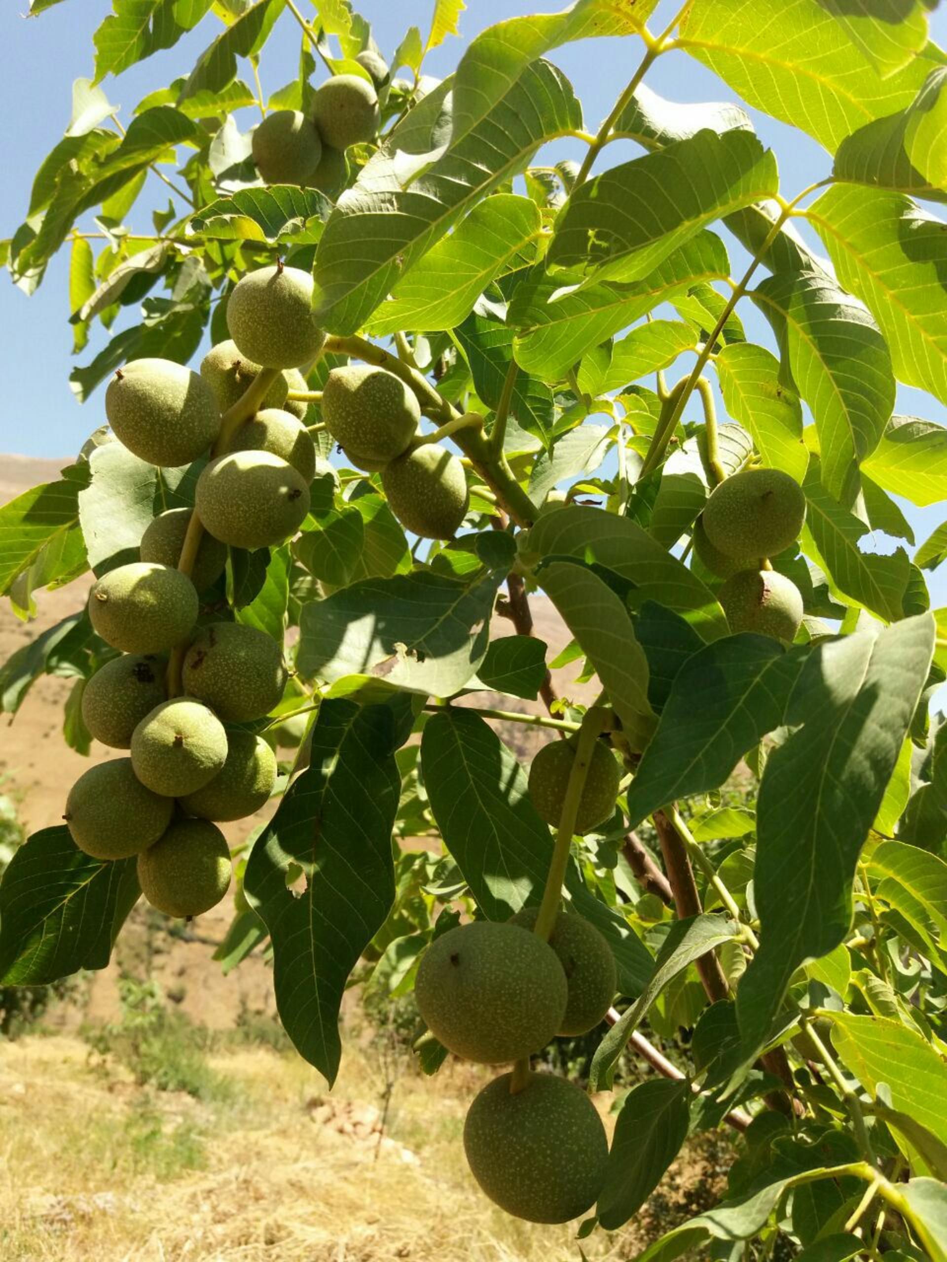 جاذبه گردشگری  روستای گردشگری لرد